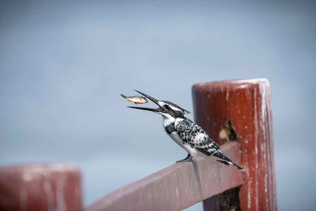 Pied Kingfisher