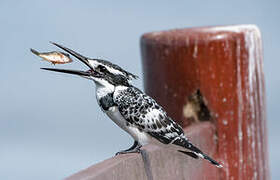 Pied Kingfisher