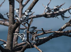 Pied Kingfisher