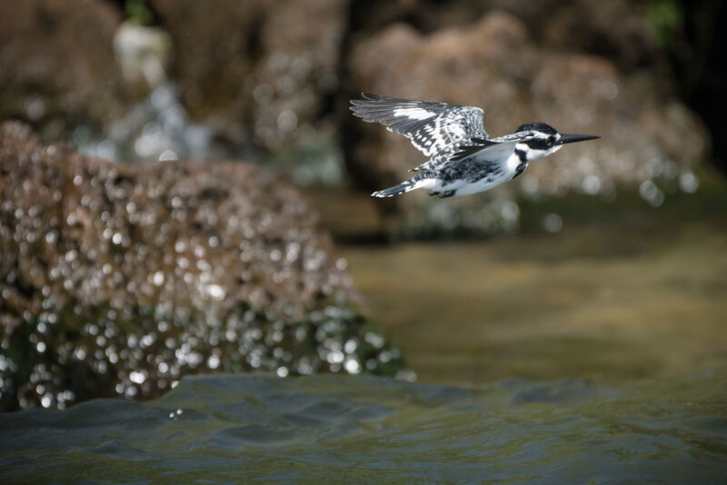 Pied Kingfisher, Flight
