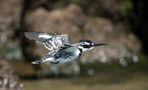 Pied Kingfisher