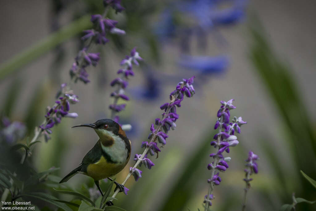 Eastern Spinebill