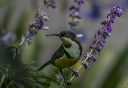 Eastern Spinebill