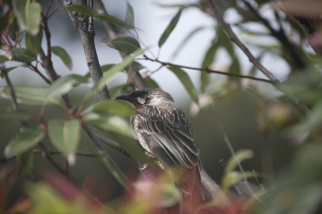 Red Wattlebird