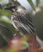 Red Wattlebird