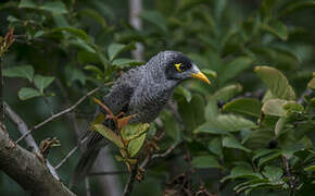 Noisy Miner