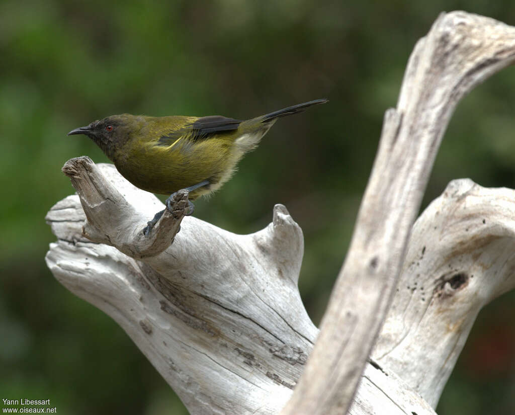 New Zealand Bellbirdadult