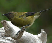 New Zealand Bellbird