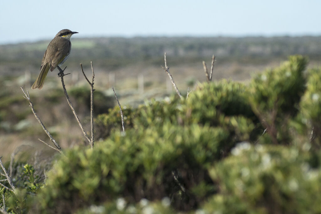 Singing Honeyeater