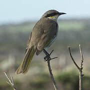 Singing Honeyeater