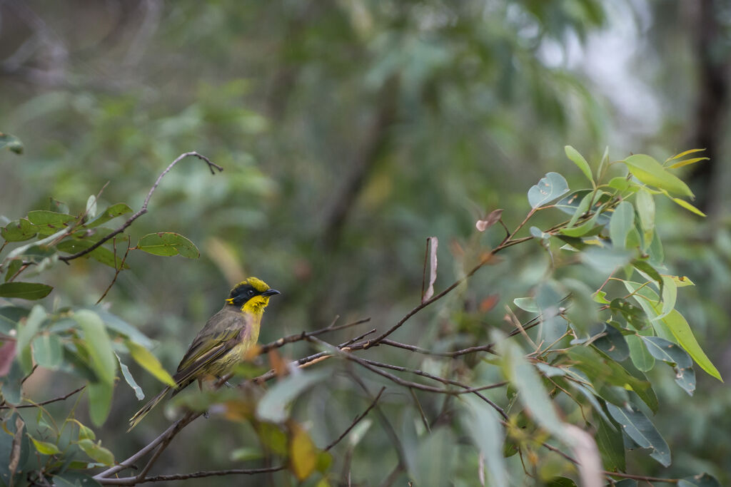 Yellow-tufted Honeyeater