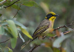 Yellow-tufted Honeyeater