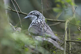 Striped Honeyeater