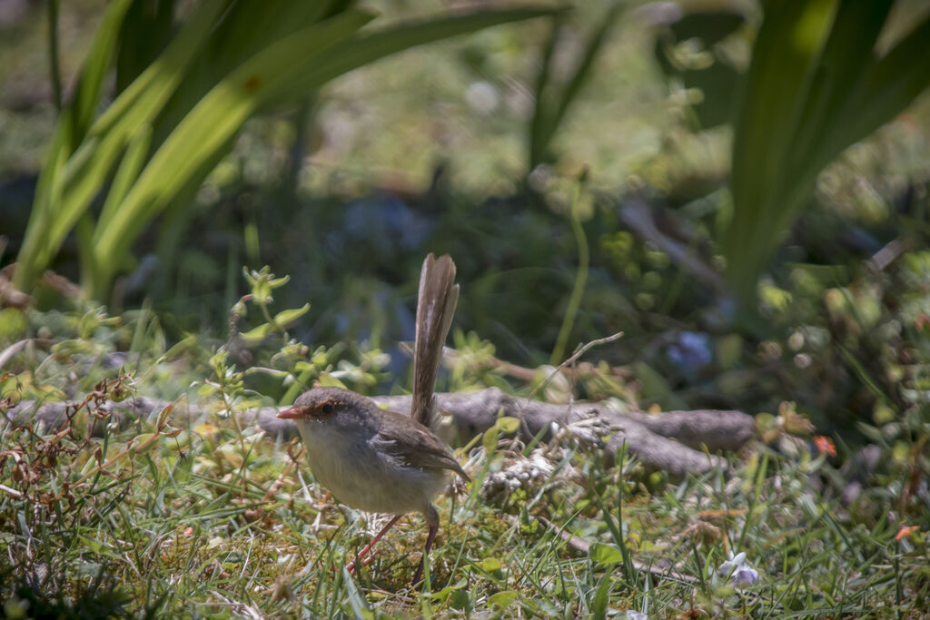 Superb Fairywren female