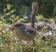 Superb Fairywren