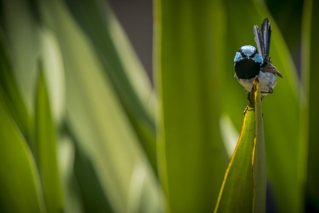 Superb Fairywren