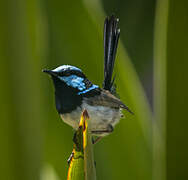 Superb Fairywren