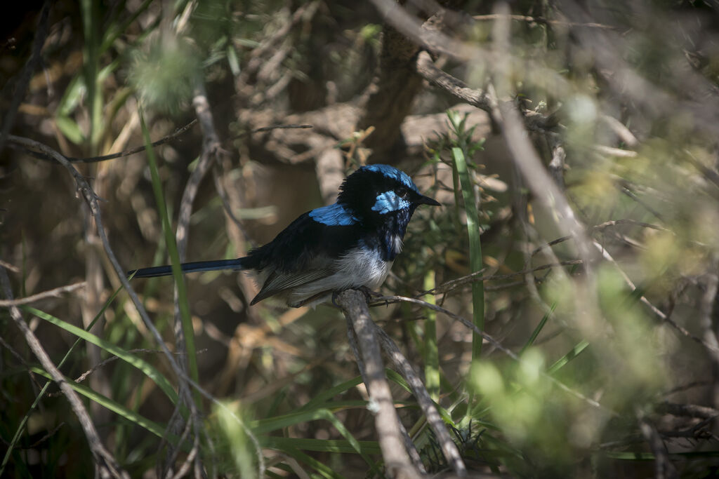 Superb Fairywren male