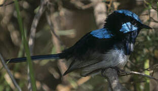 Superb Fairywren