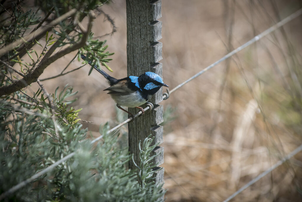 Superb Fairywren male