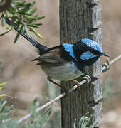 Superb Fairywren