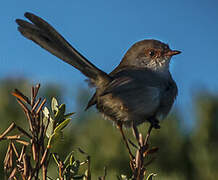 Superb Fairywren