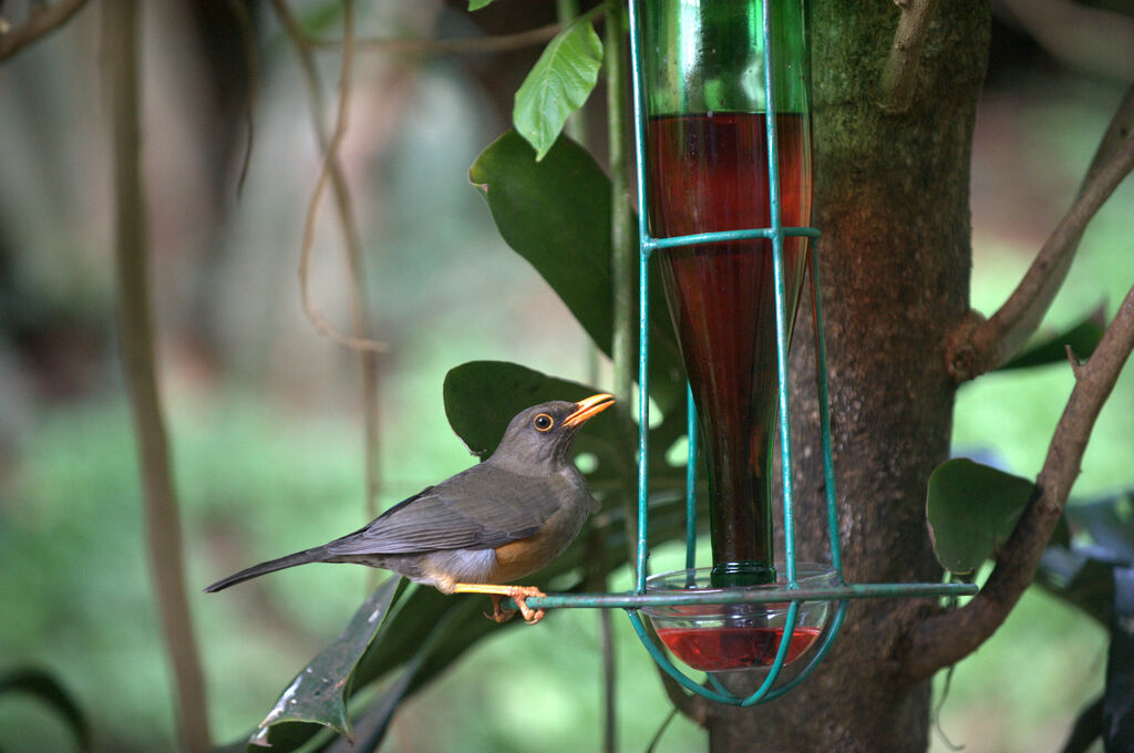 Abyssinian Thrush