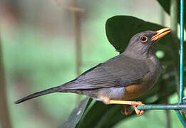 Abyssinian Thrush