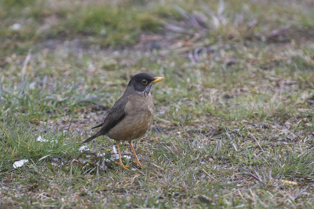 Austral Thrush