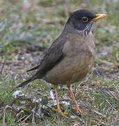 Austral Thrush