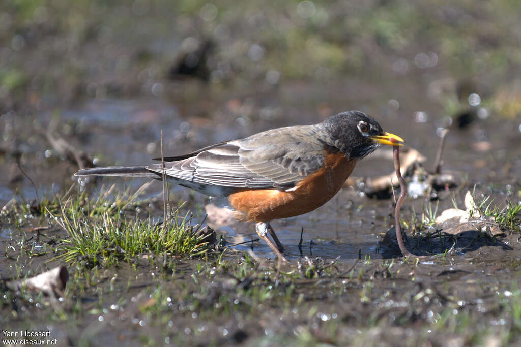 American Robinadult, fishing/hunting