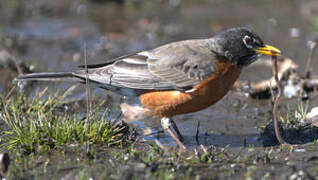 American Robin