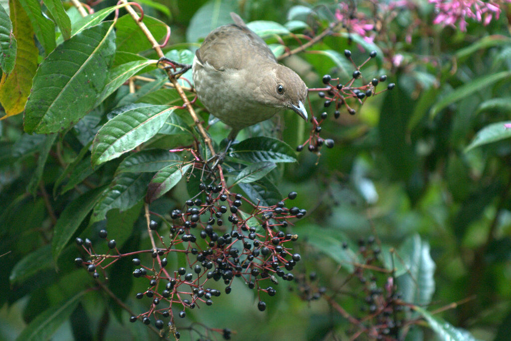 Mountain Thrush