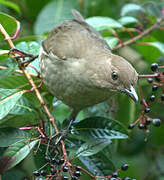 Mountain Thrush