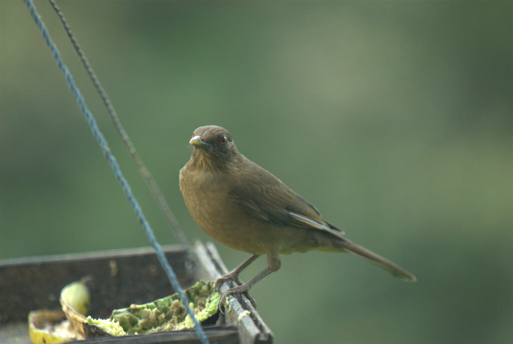 Clay-colored Thrush