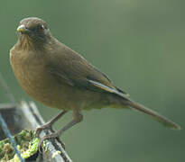 Clay-colored Thrush