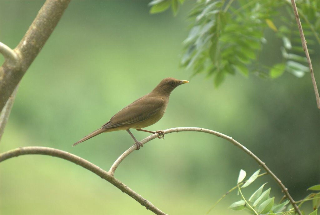 Clay-colored Thrush