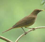 Clay-colored Thrush