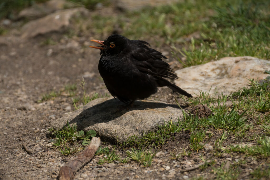Common Blackbird