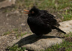 Common Blackbird