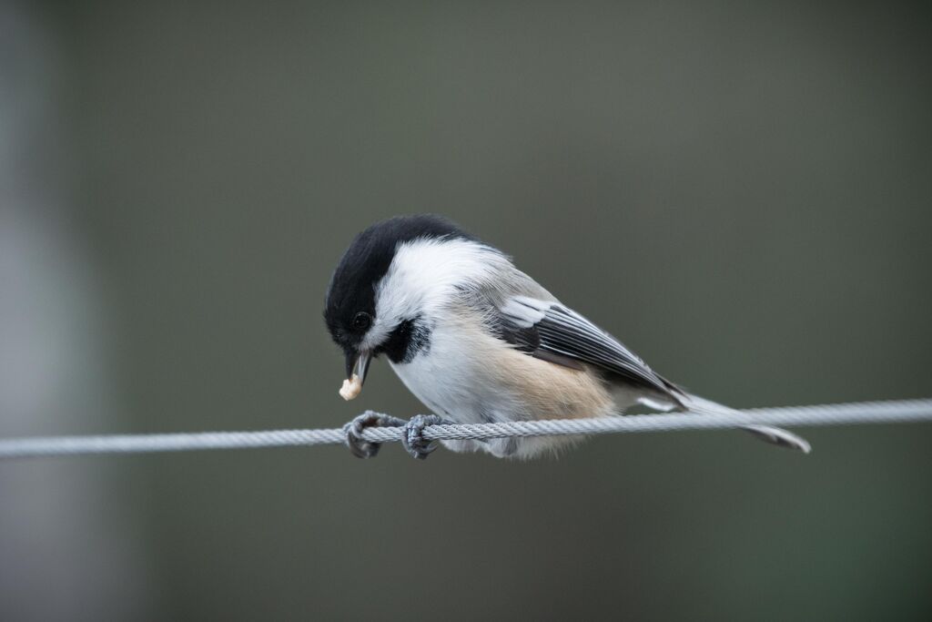 Black-capped Chickadee