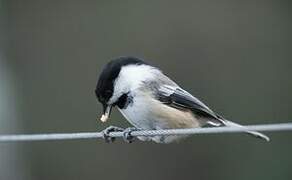 Black-capped Chickadee