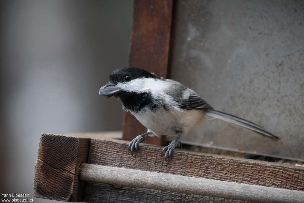 Mésange à tête noireadulte, identification