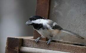 Black-capped Chickadee