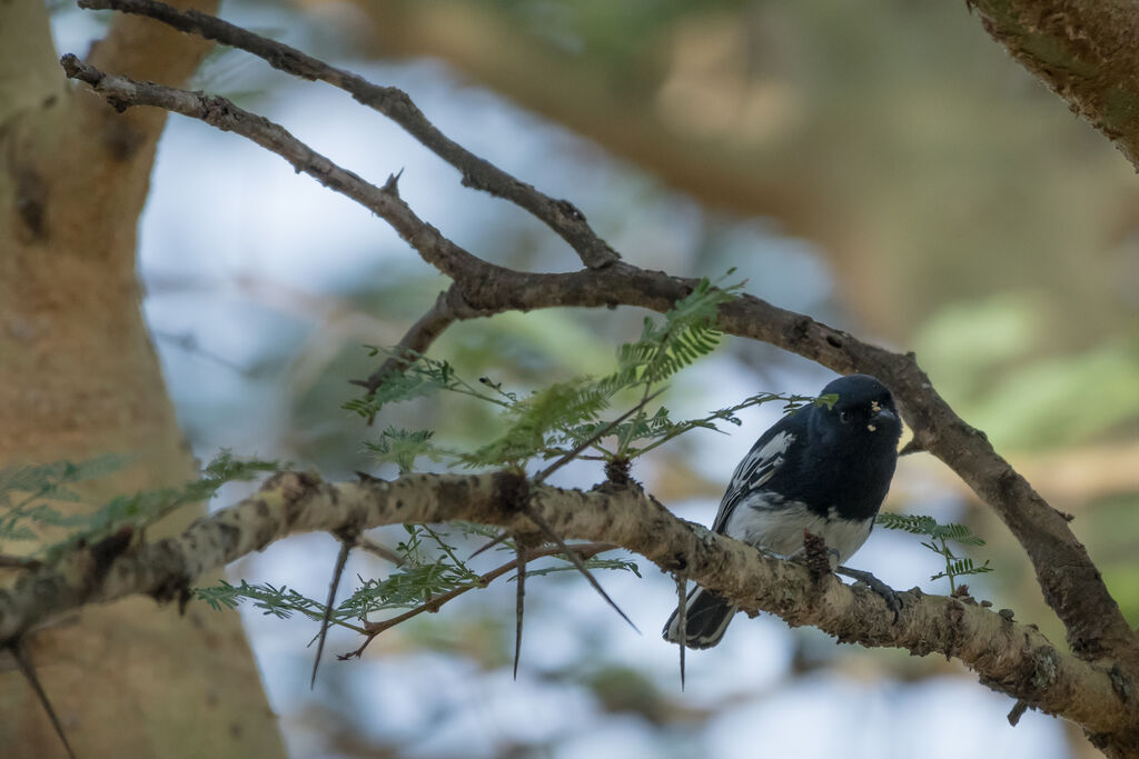 White-bellied Tit