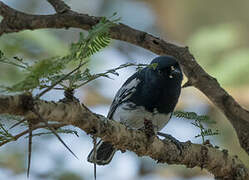 White-bellied Tit