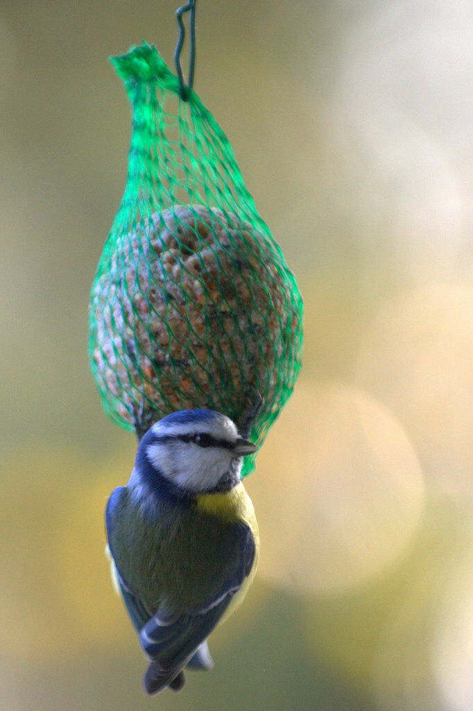 Mésange bleue