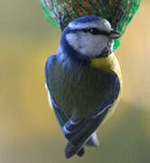 Eurasian Blue Tit