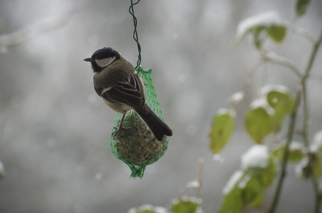 Mésange charbonnière