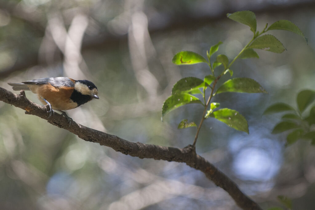 Mésange variée